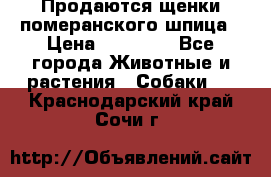 Продаются щенки померанского шпица › Цена ­ 45 000 - Все города Животные и растения » Собаки   . Краснодарский край,Сочи г.